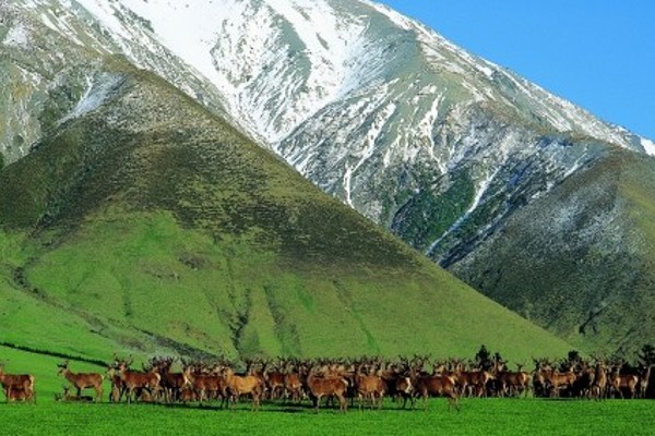 Deer Grazing On Green Pastures Under Mountains Deer Industry NZ Cropped